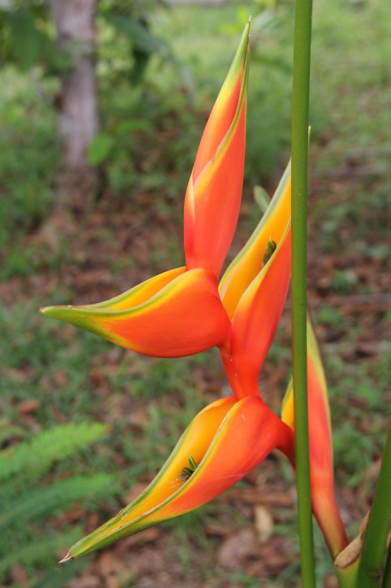 Purachata Ecolodge 伊基托斯 外观 照片