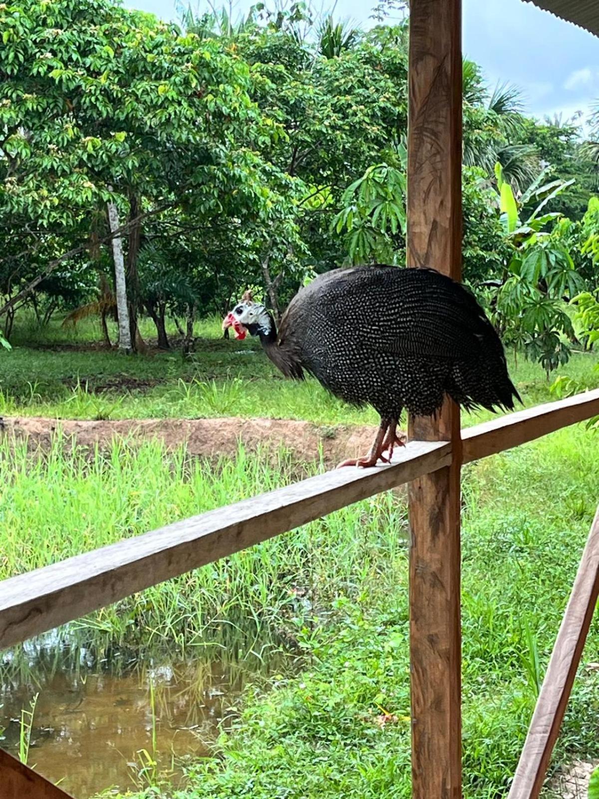 Purachata Ecolodge 伊基托斯 外观 照片