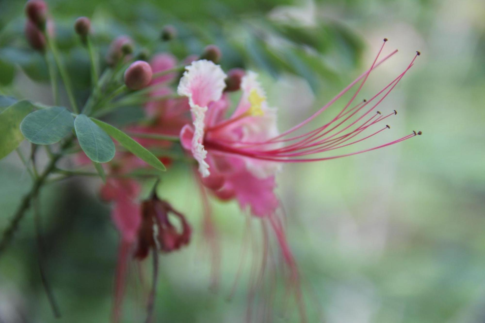 Purachata Ecolodge 伊基托斯 外观 照片